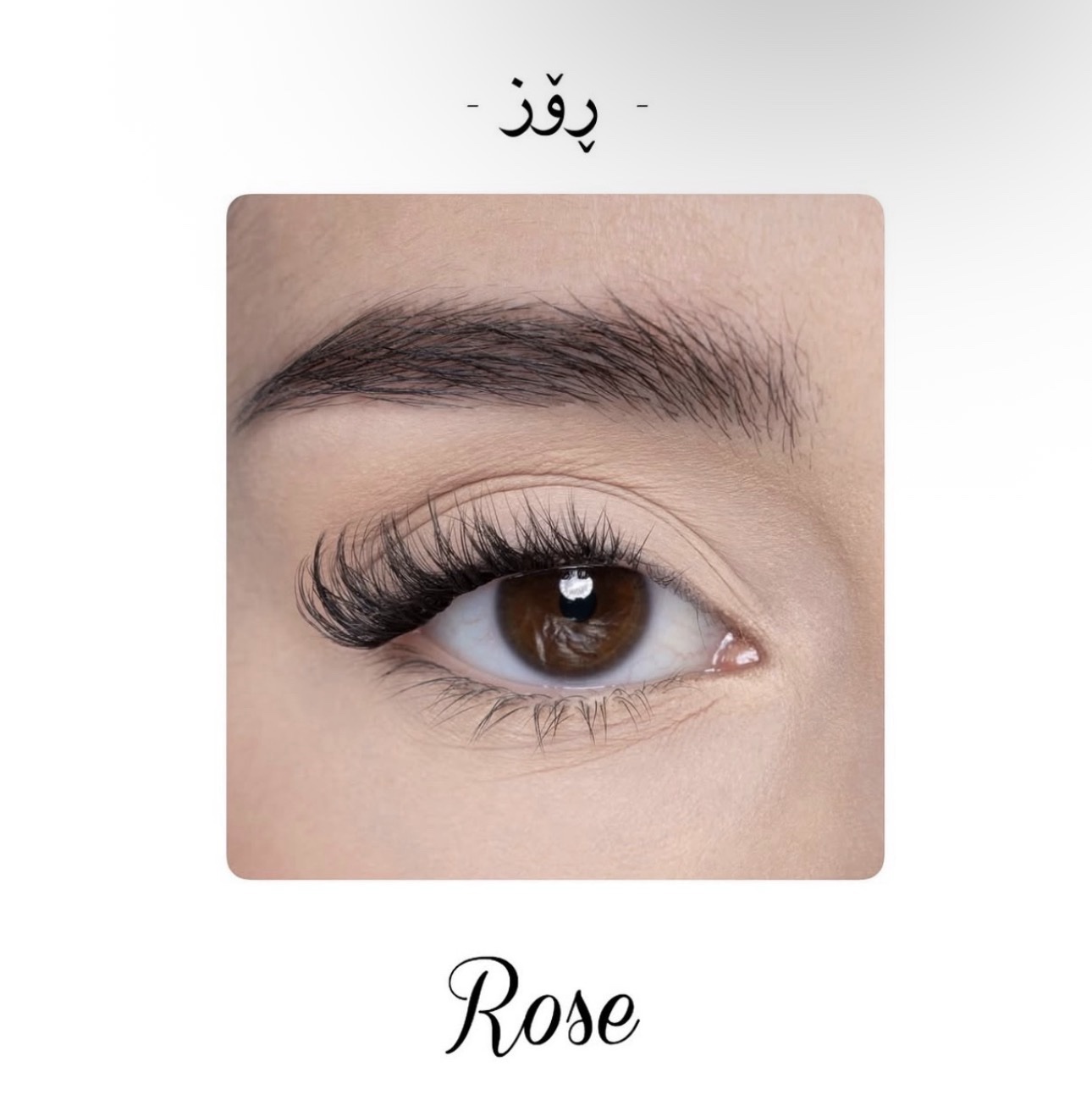 screenshot-5 SHAZHNANA Rose ڕۆز